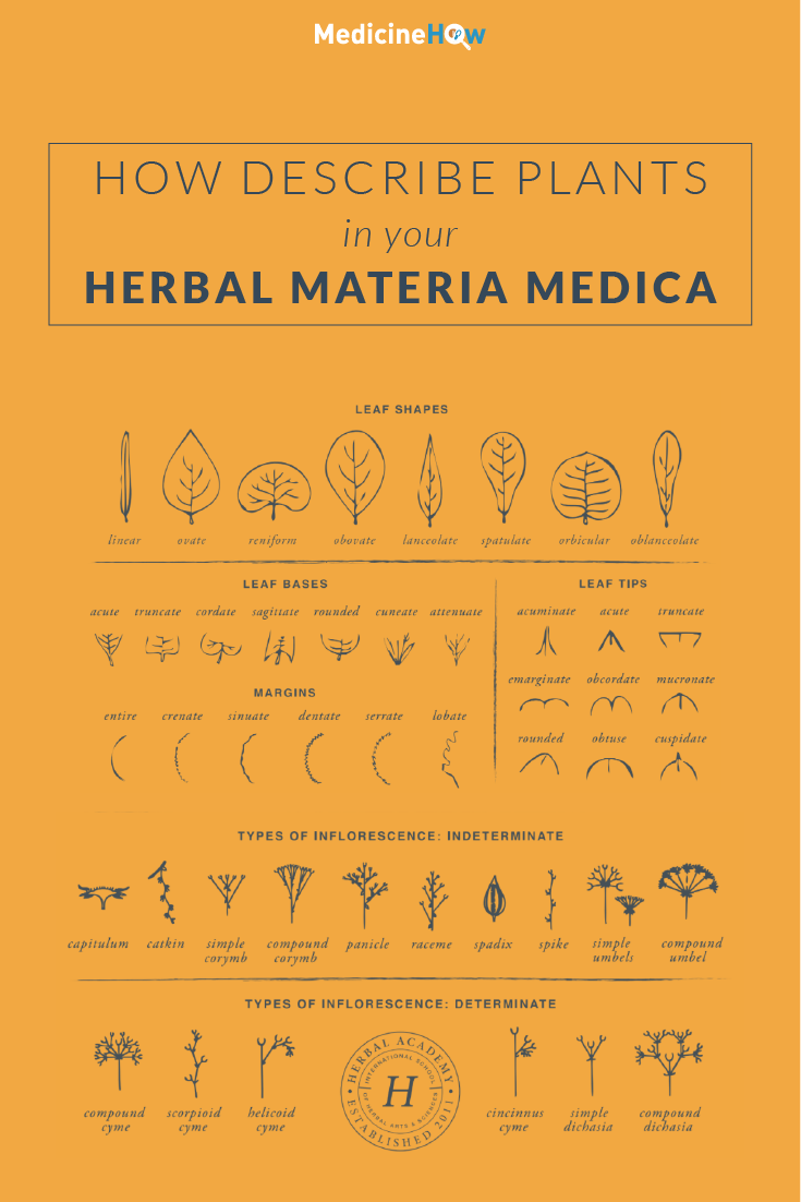 How Describe Plants in Your Herbal Materia Medica