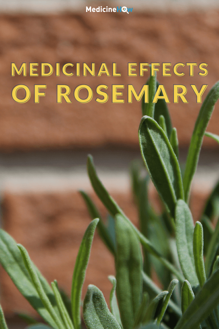 Medicinal Effects of Rosemary