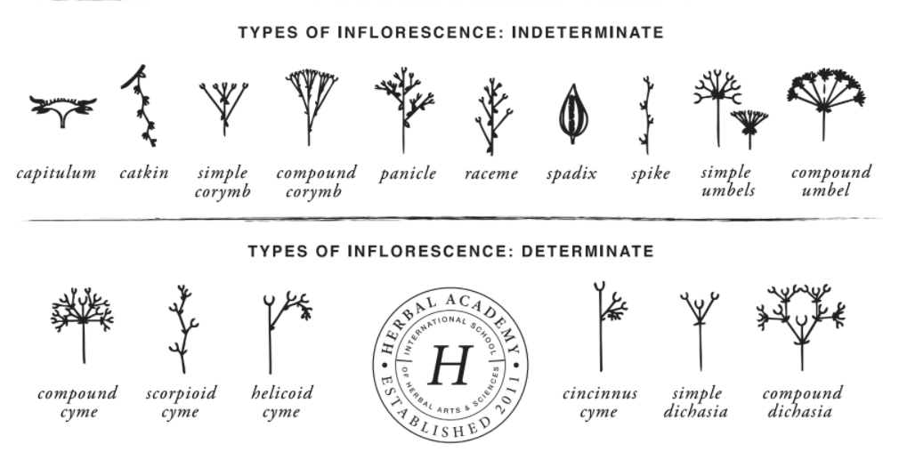 Describing plants in Herbal Materia Medica - Types of Inflorescence
