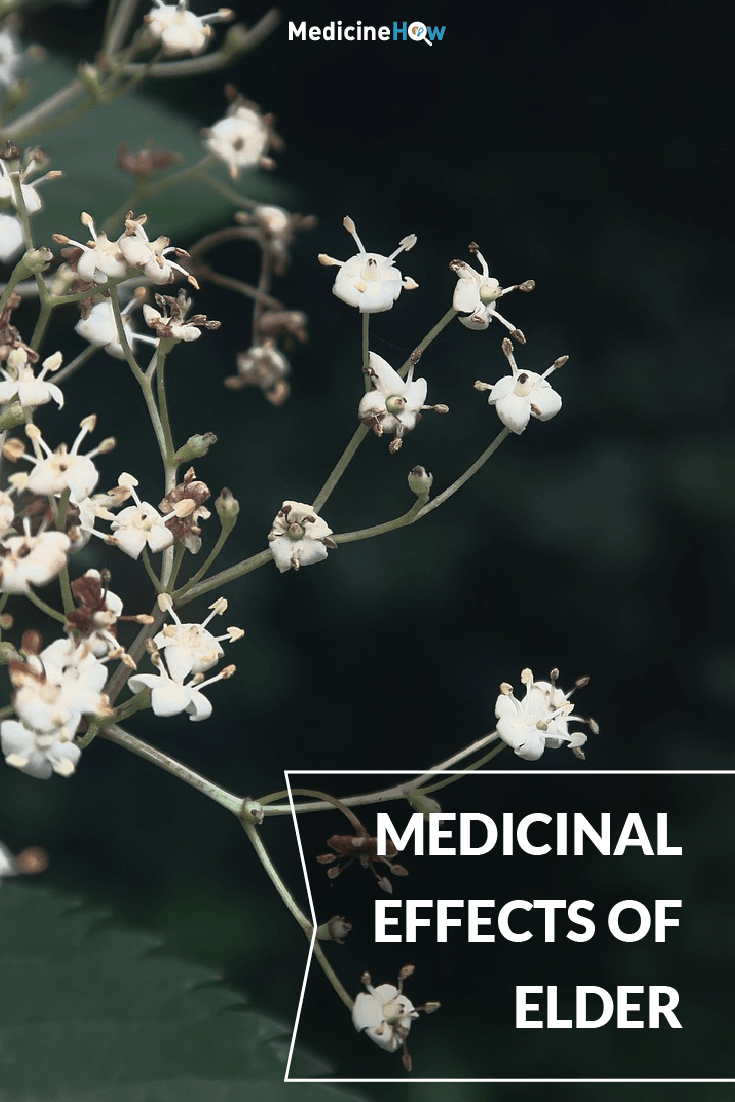 Medicinal Effects of Elder