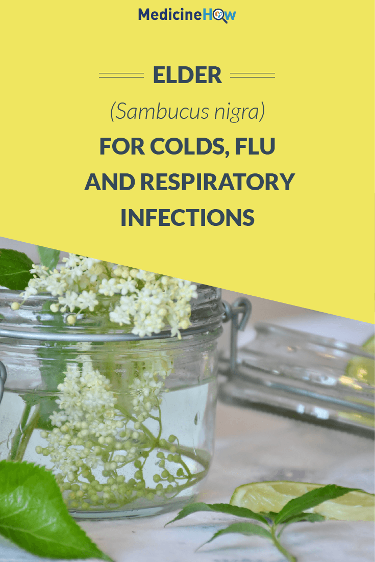 Elder (Sambucus nigra) for Colds, Flu and Respiratory Infections