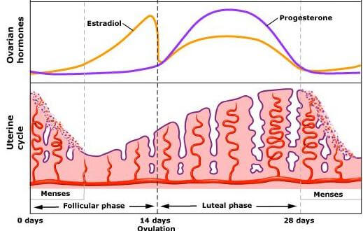 Female Menstrual Cycle Hormones