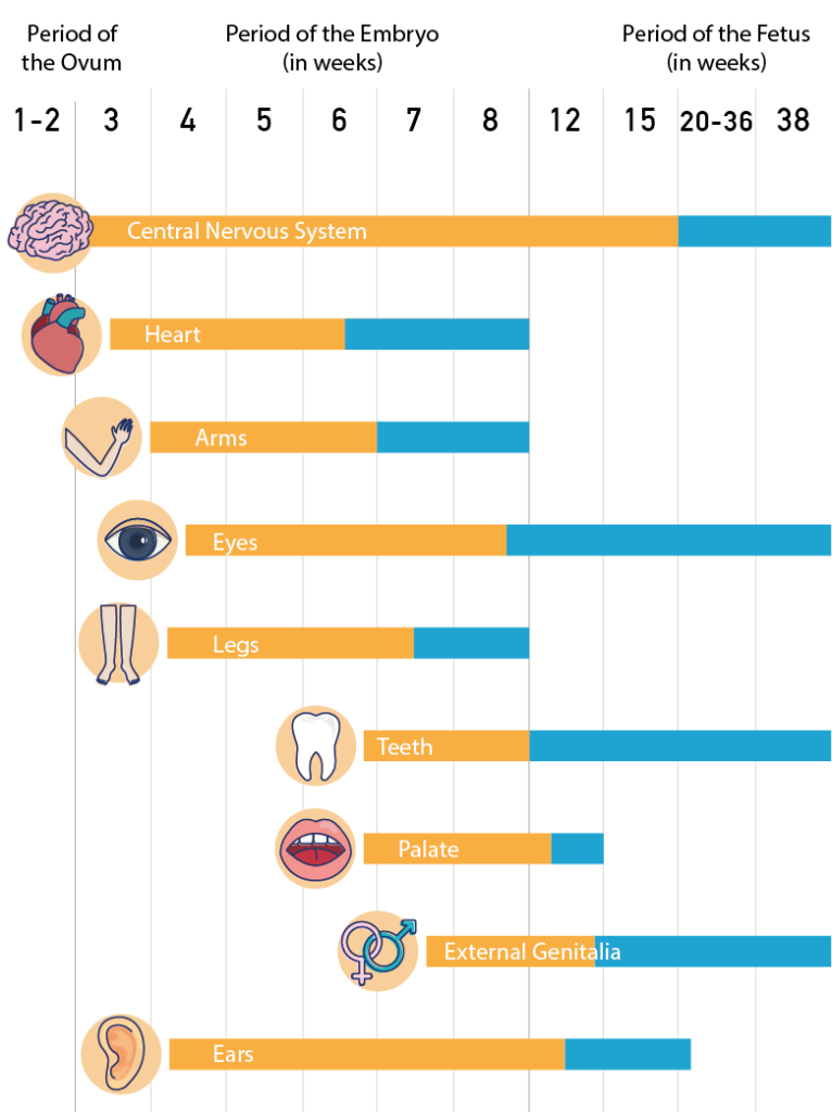 Pregnancy and Alcohol Graphic