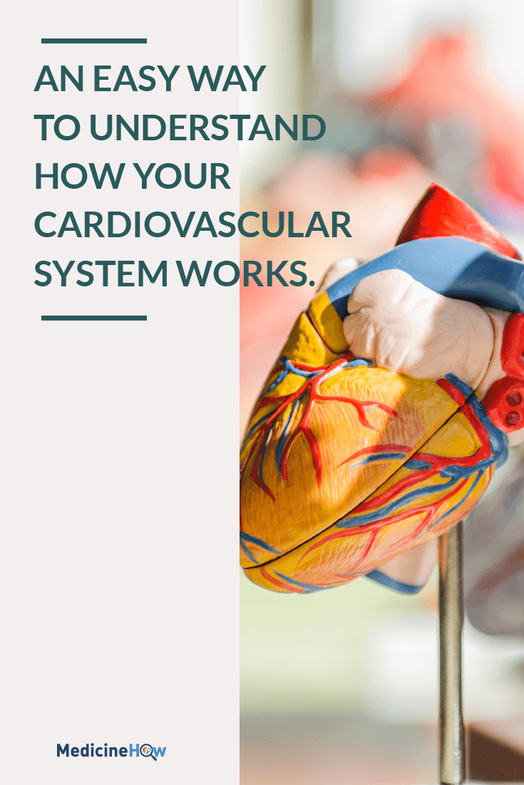 An easy way to understand how your cardiovascular system works.