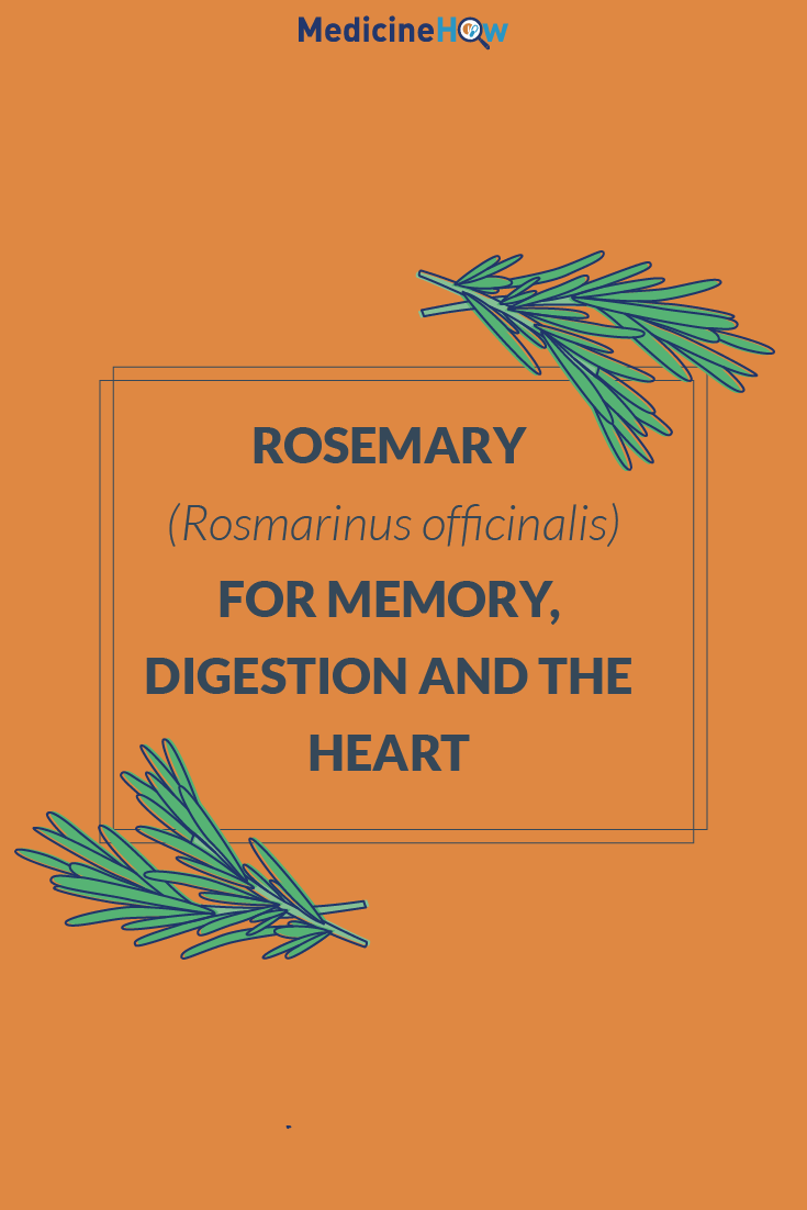Rosemary (Rosmarinus officinalis) for Memory, Digestion and the Heart