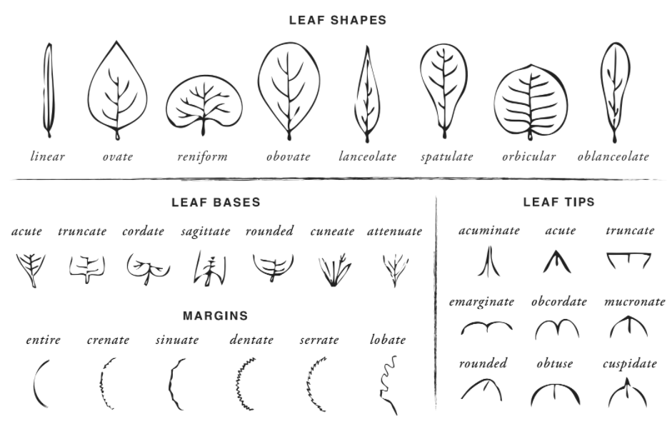 Describing plants in Herbal Materia Medica - Leaf shapes