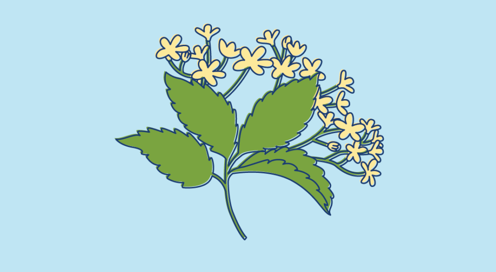 Elder Cover